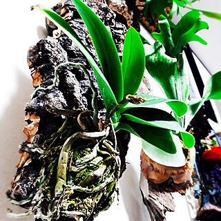 着生植物 胡蝶蘭のある生活のインテリア実例 Roomclip ルームクリップ