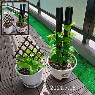 植木鉢 成長記録のおしゃれなアレンジ 飾り方のインテリア実例 Roomclip ルームクリップ 植木鉢 成長記録のおしゃれなアレンジ 飾り方のインテリア実例 Roomclip ルームクリップ