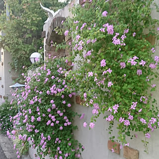 コバノランタナのインテリア実例 Roomclip ルームクリップ