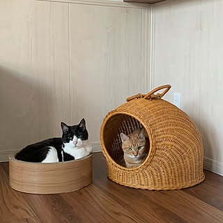 ねこちぐらのインテリア実例 Roomclip ルームクリップ ねこちぐらのインテリア実例 Roomclip ルームクリップ