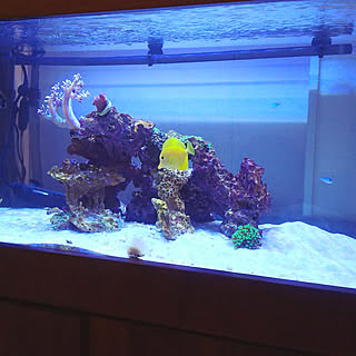 海水魚 90cm水槽のインテリア実例 Roomclip ルームクリップ