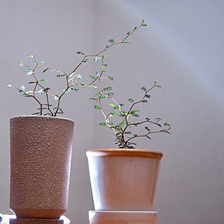 新芽 新芽の季節のインテリア実例 Roomclip ルームクリップ