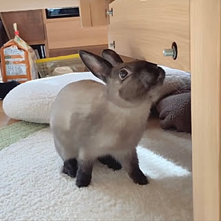 へやんぽのインテリア実例 Roomclip ルームクリップ