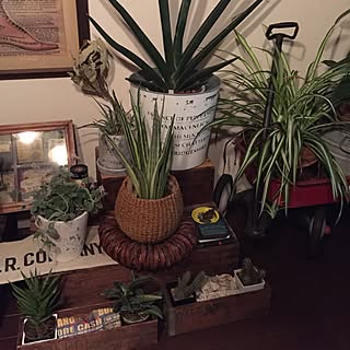 サンスベリア ロブスターのインテリア実例 Roomclip ルームクリップ