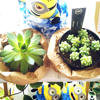 観葉植物/RCの出会いに感謝♡/フォロワー様に感謝❤️/いいね!コメントありがとうございます☆/押し逃げごめんなさい(´vωv`*)...などのインテリア実例 - 2018-03-29 21:54:08