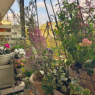 ロベリア/レースラベンダー/羽衣ジャスミン/エリカ/ベランダ...などのインテリア実例 - 2020-02-22 16:43:02