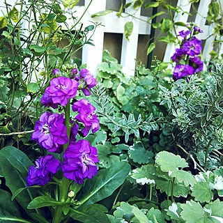 秋の花壇のインテリア実例 Roomclip ルームクリップ