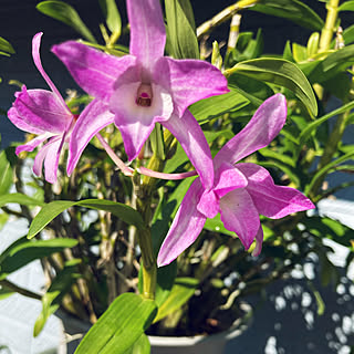 部屋全体 デンドロビウムのインテリア実例 Roomclip ルームクリップ