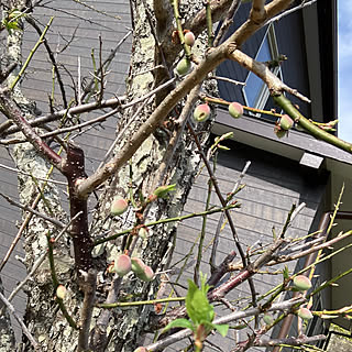 梅の木 梅の実のインテリア実例 Roomclip ルームクリップ