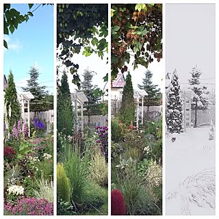 2015のまとめ/定点観測/Blogやってません/Gardeningやってます/四季...などのインテリア実例 - 2015-12-31 11:46:18