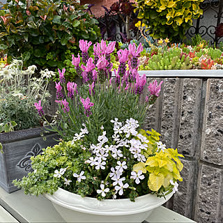 寄せ植え ヘリクリサムのインテリア実例 Roomclip ルームクリップ