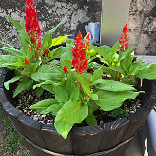 マイガーデン 種から育てるのインテリア実例 Roomclip ルームクリップ