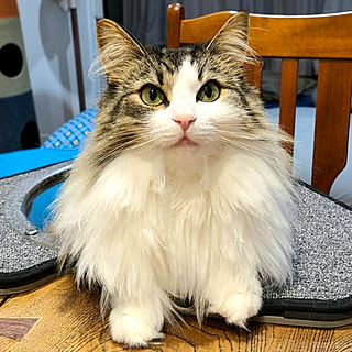 ノルウェージャンフォレストキャット 猫ハンモックのインテリア実例 Roomclip ルームクリップ ノルウェージャンフォレストキャット 猫ハンモックのインテリア実例 Roomclip ルームクリップ