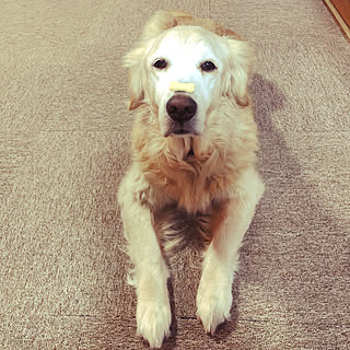 広い家のインテリア実例 Roomclip ルームクリップ