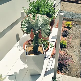 多肉植物 ユーフォルビア マハラジャのインテリア実例 Roomclip ルームクリップ