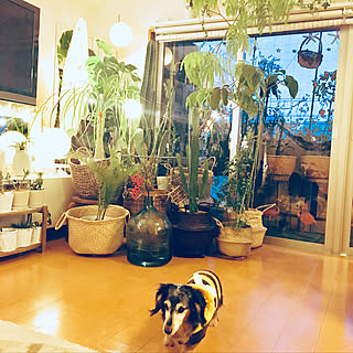 francfranc雑貨/10000人の暮らし/ブラブラぶら下げ隊/ZARA HOME/南天...などのインテリア実例 - 2018-02-01 17:49:02