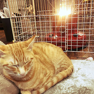 トヨトミレインボー ストーブガードdiyのインテリア 手作りの実例 Roomclip ルームクリップ