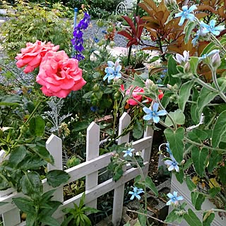 生花 ブルースターのインテリア実例 Roomclip ルームクリップ