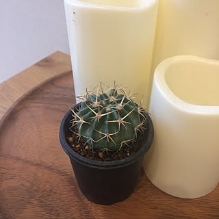 チランジア/エアープランツ/サボテン女子/サボテン/ホマロケファラ綾波...などのインテリア実例 - 2020-01-22 20:42:51