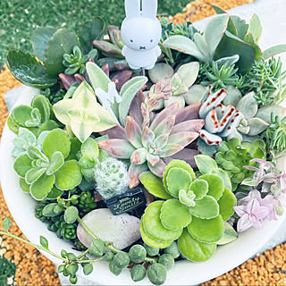 ミッフィー 多肉寄せ植えのおしゃれなアレンジ・飾り方のインテリア ミッフィー 多肉寄せ植えのおしゃれなアレンジ・飾り方のインテリア