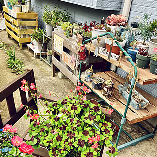 部屋全体 デンドロビウムのインテリア実例 Roomclip ルームクリップ