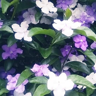 玄関/入り口/近所の花/雨上がり/ナス科の花/ニオイバンマツリ...などのインテリア実例 - 2017-05-10 18:47:40