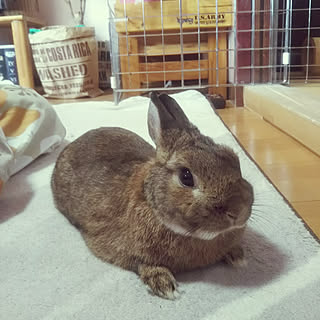 部屋全体/いいね！ありがとうございます♪/マンション/うさぎと暮らす/セリア...などのインテリア実例 - 2018-03-27 07:24:08