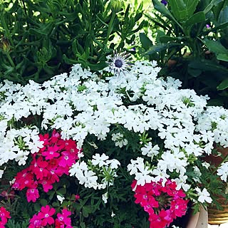 宿根バーベナのインテリア実例 Roomclip ルームクリップ