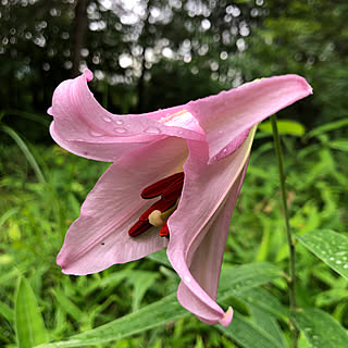 庭 ゆりのインテリア実例 Roomclip ルームクリップ