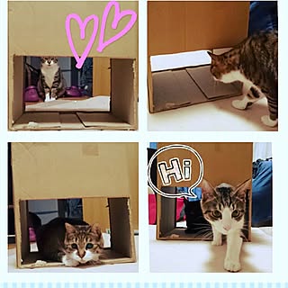 色々参考にさせていただいてます♥/アドバイスくれた方ありがとうございます☺/完全室内飼い/ねこと暮らす/キラ♂...などのインテリア実例 - 2017-06-13 00:23:54