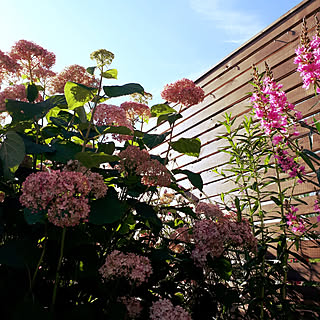 ミソハギのインテリア実例 Roomclip ルームクリップ