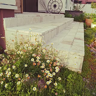 ナチュラルガーデン エリゲロンのおしゃれなインテリアコーディネート レイアウトの実例 Roomclip ルームクリップ