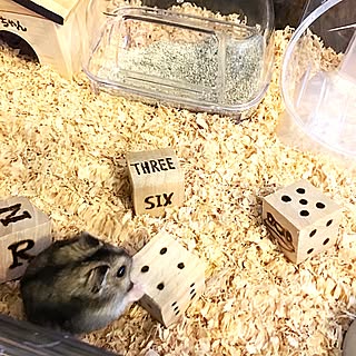 ハムスター ジャンガリアンハムスターのインテリア実例 Roomclip ルームクリップ