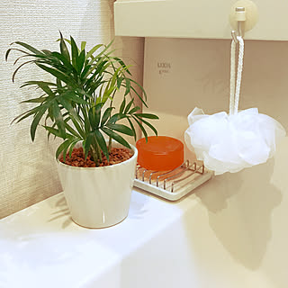 バス/トイレ/猫のいる生活/生活感のある家/建売住宅/観葉植物...などのインテリア実例 - 2017-09-23 19:58:57
