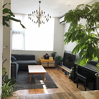 リビング/コウモリラン/エバーフレッシュ/緑のある暮らし/いつもいいね！ありがとうございます♪...などのインテリア実例 - 2017-04-24 14:59:08