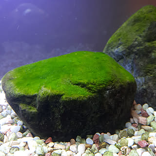 金魚 苔のおしゃれなアレンジ 飾り方のインテリア実例 Roomclip ルームクリップ