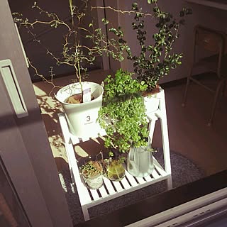 室内ガーデンのインテリア実例 Roomclip ルームクリップ