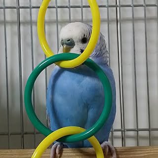 玄関/入り口/インテリアじゃなくてごめんなさい/いいね!ありがとうございます♪/賃貸でも楽しく♪/自己満足( ̄^ ̄)ゞ...などのインテリア実例 - 2017-06-24 22:24:06