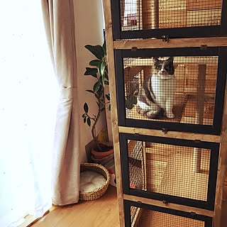 キャットハウスdiyのインテリア 手作りの実例 Roomclip ルームクリップ キャットハウスdiyのインテリア 手作りの実例 Roomclip ルームクリップ