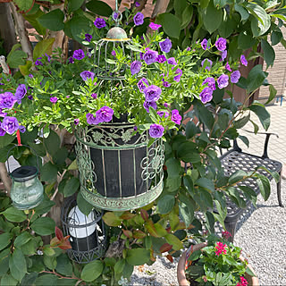 ガーデニング ペンタスのおしゃれなインテリア 部屋 家具の実例 Roomclip ルームクリップ