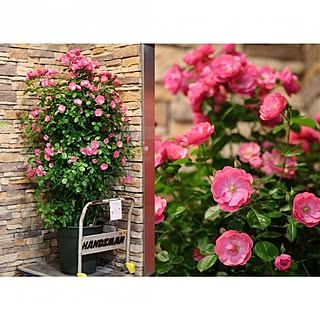 植物/花/薔薇/薔薇が好き/バラ...などのインテリア実例 - 2017-05-04 13:48:20