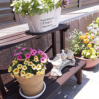 寄せ植え 百日草ジニアのインテリア実例 Roomclip ルームクリップ