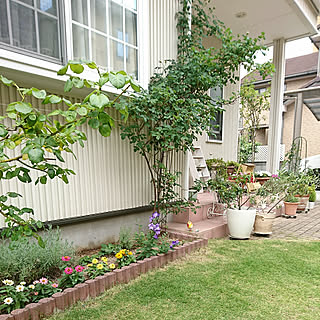 玄関/入り口/庭/芝刈りしました☺︎/また生えてきてます/花のある暮らし+..・* ❁...などのインテリア実例 - 2019-07-26 22:02:10