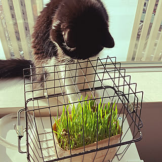 猫草栽培中のインテリア実例 Roomclip ルームクリップ 猫草栽培中のインテリア実例 Roomclip ルームクリップ