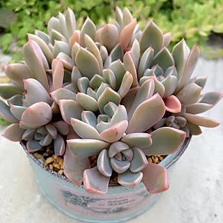 多肉植物 ピンクプリティのおしゃれなアレンジ 飾り方のインテリア実例 Roomclip ルームクリップ