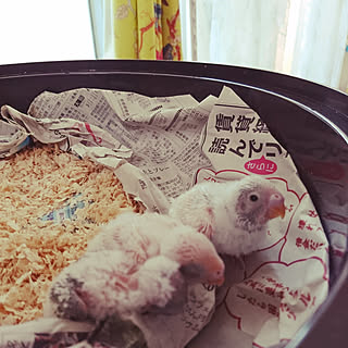 リビング/とりさん♡/インコの雛♥️/インテリアじゃなくてすみません/あけましておめでとうございます♡のインテリア実例 - 2018-01-07 19:20:55