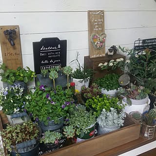 壁/天井/賃貸でも楽しく♪/植物のある暮らし/いいね♪いつもありがとうございます❤️/多肉体植物たち...などのインテリア実例 - 2017-02-10 14:01:12