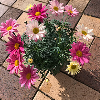 玄関 入り口 マーガレットシンプリーコーラルのインテリア実例 Roomclip ルームクリップ