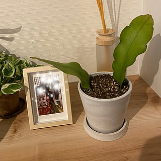 観葉植物 月下美人のインテリア実例 Roomclip ルームクリップ