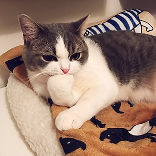 ベッド周り ねこのきもち付録のインテリア実例 Roomclip ルームクリップ